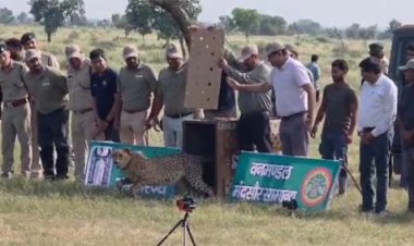 गाँधी सागर अभयारण्य में मादा चीता धीरा को सफलतापूर्वक छोड़ा