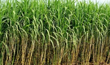 गन्ना कृषकों को 23.29 करोड़ रुपए का भुगतान
