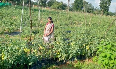 टमाटर की लालिमा ने सँवारा जीवन : 50 हजार के ऋण से शुरू हुआ सफर 