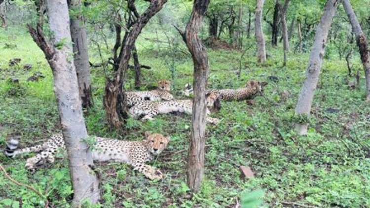 चीता परियोजना की सफलता से मध्यप्रदेश बना एशिया का गौरव