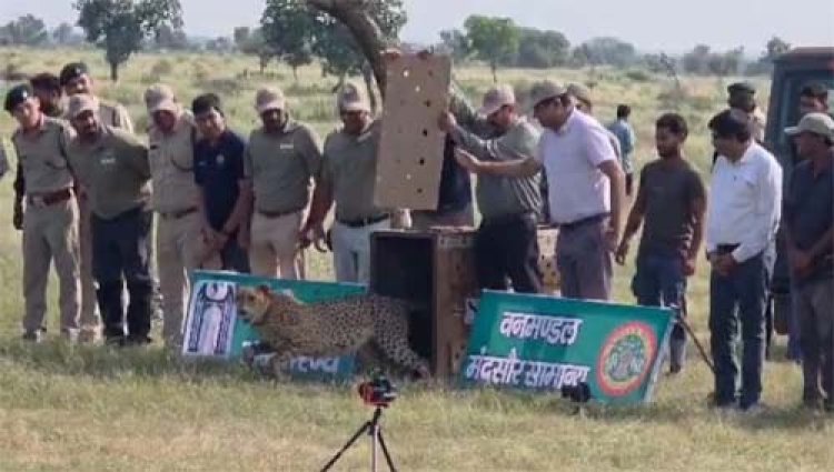 गाँधी सागर अभयारण्य में मादा चीता धीरा को सफलतापूर्वक छोड़ा