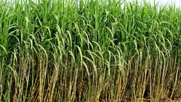गन्ना कृषकों को 23.29 करोड़ रुपए का भुगतान