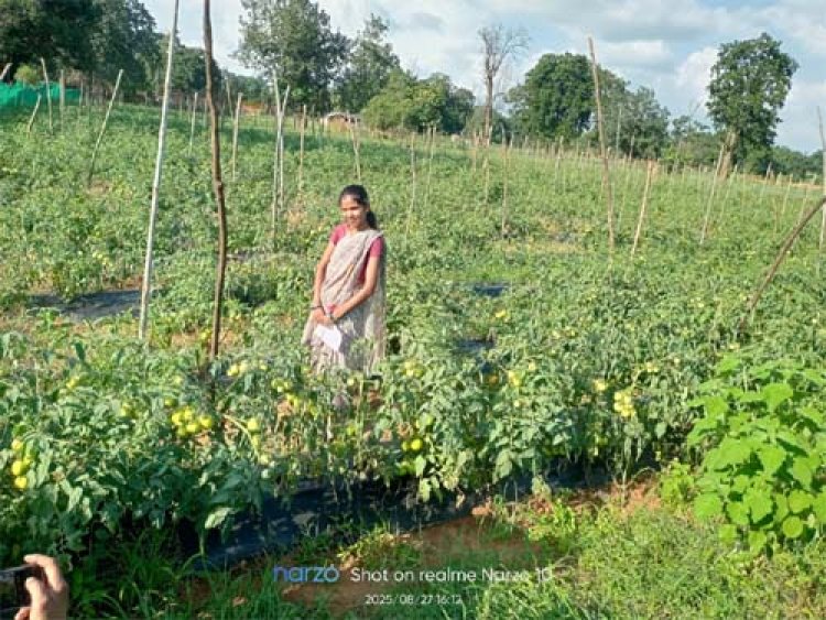 टमाटर की लालिमा ने सँवारा जीवन : 50 हजार के ऋण से शुरू हुआ सफर 