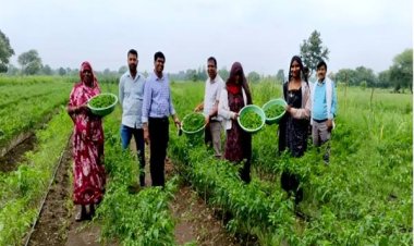मध्यप्रदेश में कलस्टर आधारित सब्जी उत्पादन से संवर रही किसानों की तकदीर