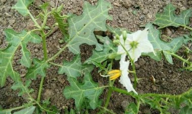 सफेद भटकटैया, अति दुर्लभ पौधा, इसका मिलना किसी चमत्कार से कम नहीं, जानिए इसका महत्व