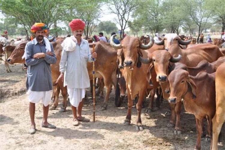 ग्रामीण सेवा शिविर में अब तक 3 लाख से अधिक पशुपालक हुए लाभान्वित