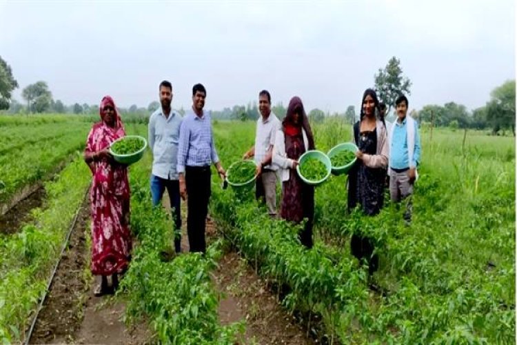 मध्यप्रदेश में कलस्टर आधारित सब्जी उत्पादन से संवर रही किसानों की तकदीर