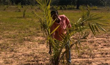 नई सोच का नया आयाम, पाम ऑयल खेती से बनाई नई पहचान अनिल कोर्राम ने