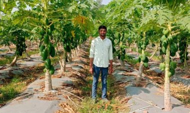राष्ट्रीय बागवानी मिशन के समर्थन से पपीते की खेती बनी किसानों की आय का माध्यम