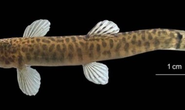 नर्मदा बेसिन में मछलियों की एक नई प्रजाति की हुई खोज