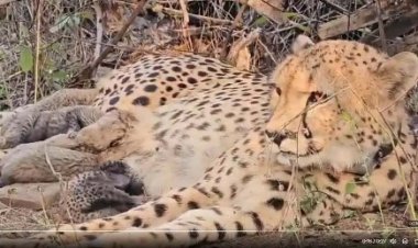 चीता परियोजना के अभूतपूर्व परिणाम, चीतों की संख्या बढ़कर हुई 32