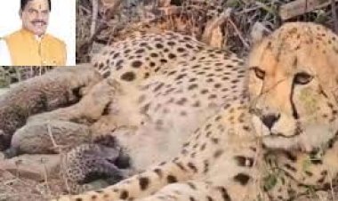 भारत में जन्मी मादा चीता मुखी ने पांच शावकों को जन्म दिया