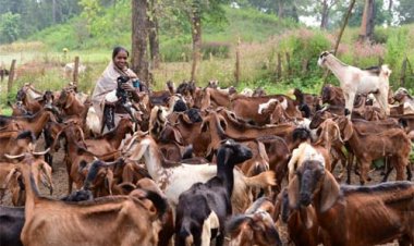 बिहान से गनेशी बाई आत्मनिर्भरता की राह पर