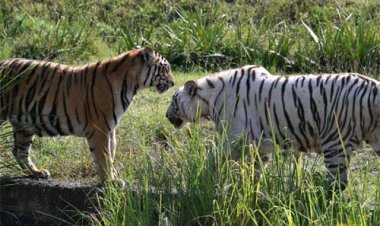 नाहरगढ़ जैविक उद्यान में लायन सफारी बनी पर्यटकों की पहली पसंद