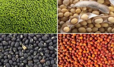 पीएम आशा योजना से दलहन-तिलहन की होगी समर्थन मूल्य पर खरीदी 