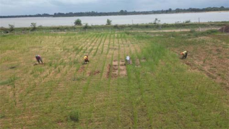 खस की खेती ने दिया आजीविका का नया रास्ता