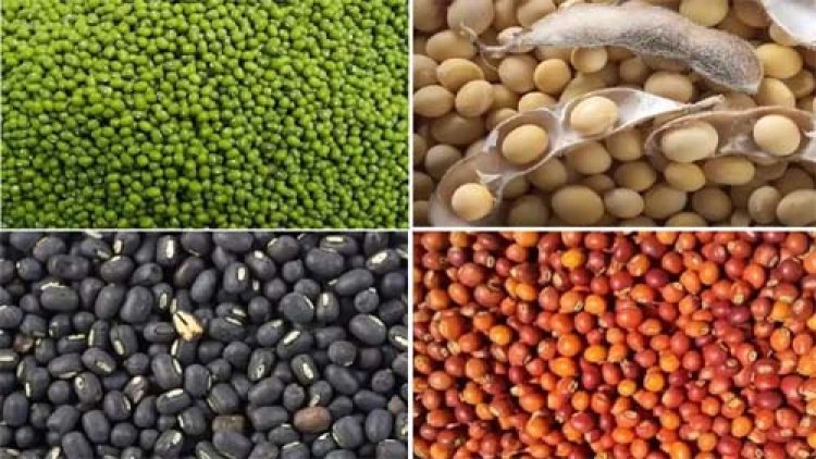 पीएम आशा योजना से दलहन-तिलहन की होगी समर्थन मूल्य पर खरीदी 