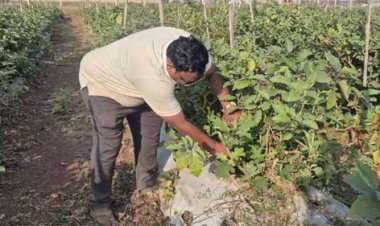 ग्राफ्टेड बैगन की खेती से बढ़ी किसान योगेश अग्रवाल की आय