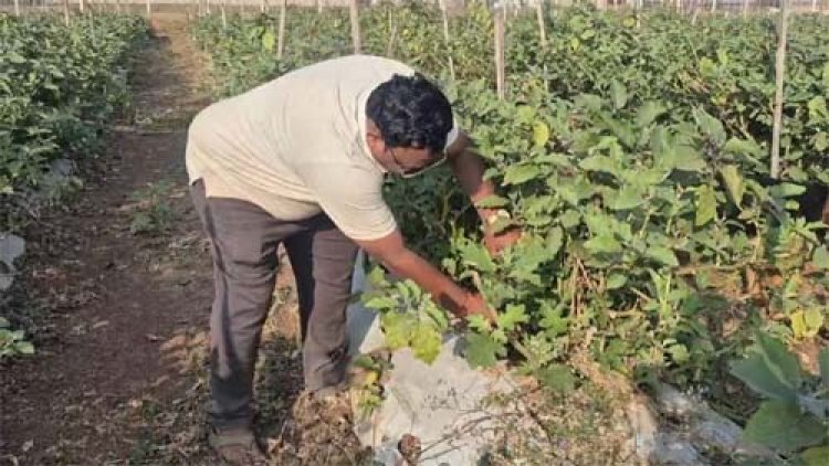 ग्राफ्टेड बैगन की खेती से बढ़ी किसान योगेश अग्रवाल की आय