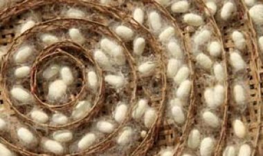 रेशम उत्पादन बढ़ाकर उपलब्ध कराए जा रहे हैं रोजगार के अवसर : राज्यमंत्री जायसवाल