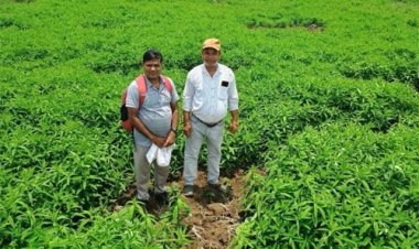 जैविक खेती मिशन योजना लाभकारी साबित हुई, जैविक खेती ने बदली तस्वीर