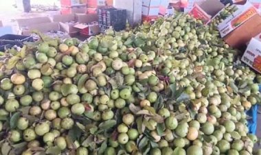 देश में पहली बार अमरूद महोत्सव का आयोजन सवाई माधोपुर में