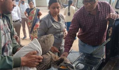 गिद्ध और उड़न गिलहरी की सफल रेस्क्यू ने दिखाई विभाग की संवेदनशीलता