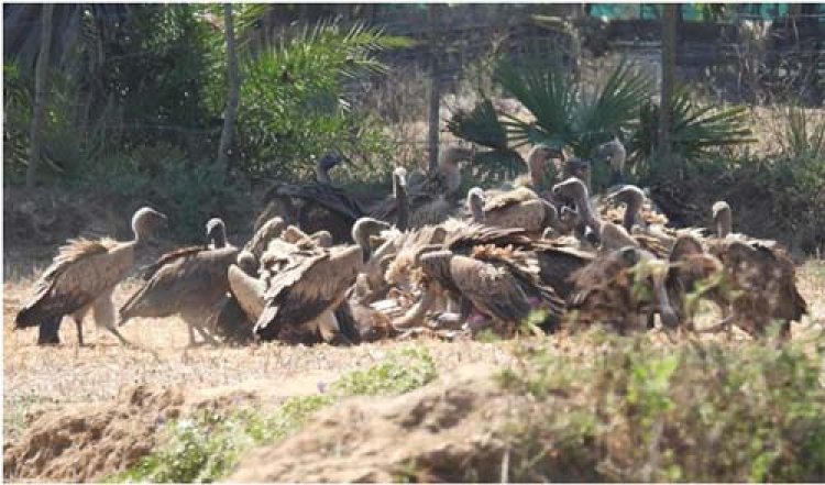 गिद्ध संरक्षण में छत्तीसगढ़ की नई उड़ान : इंद्रावती टाइगर रिजर्व बना देश का मॉडल