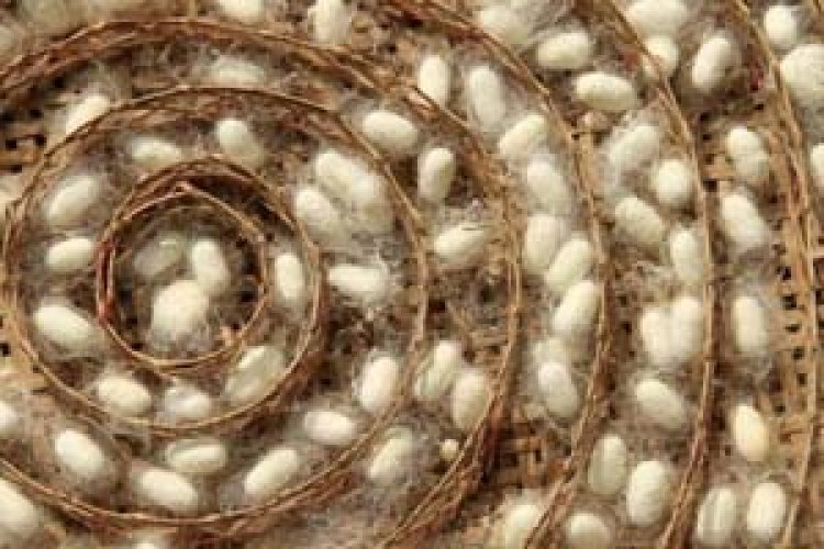 रेशम उत्पादन बढ़ाकर उपलब्ध कराए जा रहे हैं रोजगार के अवसर : राज्यमंत्री जायसवाल