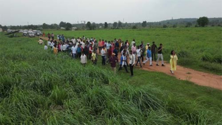 लेमनग्रास की खेती- किसानों के लिए कमाई का उत्तम विकल्प