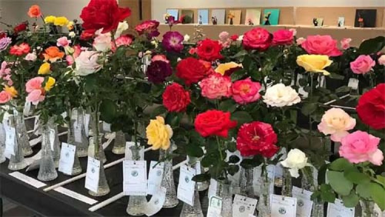 45 वीं अखिल भारतीय गुलाब प्रदर्शनी का शुभारंभ 10 जनवरी को