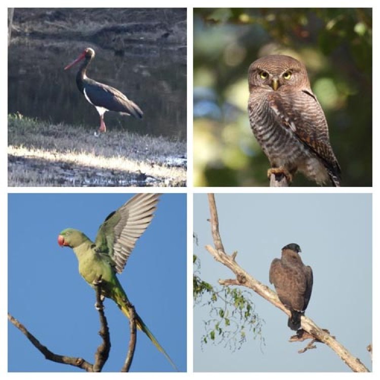 बारनावापारा अभयाण्य में "बर्ड सर्वे 2026" का आयोजन,200 से अधिक पक्षी प्रजातियों का रिकॉर्ड दर्ज