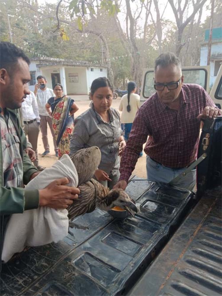 गिद्ध और उड़न गिलहरी की सफल रेस्क्यू ने दिखाई विभाग की संवेदनशीलता