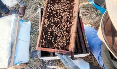 मधुमक्खी पालन से खुला किसानों की आर्थिक समृद्धि का द्वार