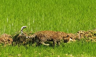 मां से बिछड़कर खेत में पहुंचा चार माह का तेंदुए का शावक