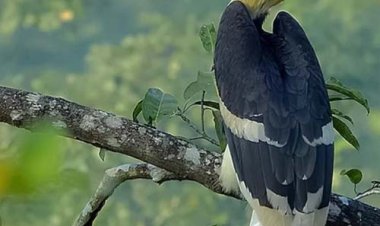 दुर्लभ हॉर्नबिल संरक्षण की विशेष पहल :उदंती-सीतानदी में विकसित हो रहे प्राकृतिक उद्यान