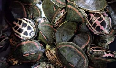 रेल नेटवर्क के जरिये दुर्लभ प्रजाति के कछुओं की तस्करी का सरगना गिरफ्तार