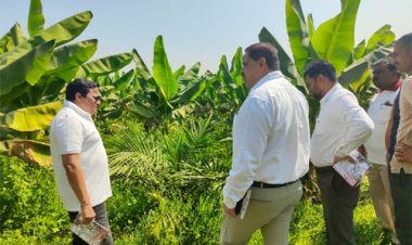 खाद्य तेल में आत्मनिर्भरता की ओर छत्तीसगढ़ : राज्य में 10,796 हेक्टेयर क्षेत्रों में ऑयल पाम की खेती