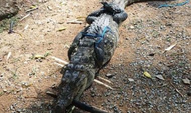 मगरमच्छ का सुरक्षित रेस्क्यू, जंगल सफारी में मिला नया आश्रय