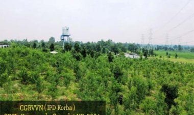 कुसमुंडा परिक्षेत्र में 20,000 पौधों का सफल रोपण