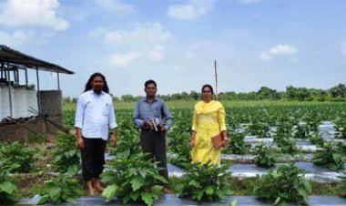 ग्राफ्टेड बैगन से 16 लाख रूपए की आमदनी, उन्नत तकनीक से खेती कर किसान चिंतामणी ने बढ़ाई अपनी आमदनी