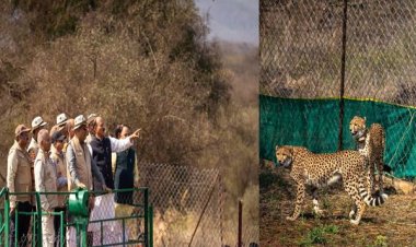 कूनो में चीतों की पुनर्बसाहट जैव विविधता संरक्षण की दिशा में बडा कदम : केन्द्रीय मंत्री यादव