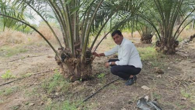 एक एकड़ में सवा लाख रुपए का मुनाफा देने वाला पाम ऑयल की खेती