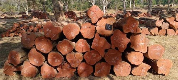 वन विकास निगम में ‘डिजिटल क्रांति‘ और ‘रोजगार संगम‘ का सफल मॉडल