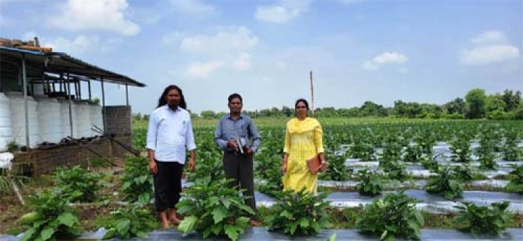 ग्राफ्टेड बैगन से 16 लाख रूपए की आमदनी, उन्नत तकनीक से खेती कर किसान चिंतामणी ने बढ़ाई अपनी आमदनी