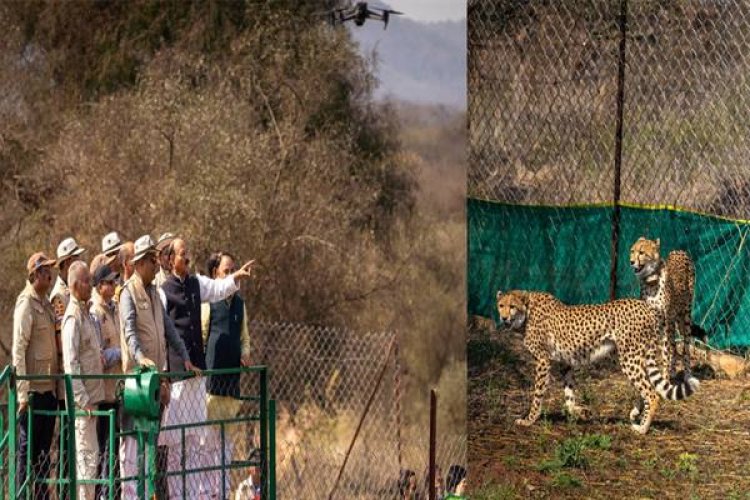 कूनो में चीतों की पुनर्बसाहट जैव विविधता संरक्षण की दिशा में बडा कदम : केन्द्रीय मंत्री यादव