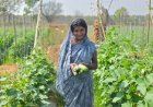 एक एकड़ खेत में धनेश्वरी कर रही हैं खीरे की खेती, अब खुद के साथ दूसरों को भी दे रहीं रोजगार