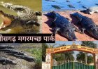 मगरमच्छ संरक्षण से बदली कोटमीसोनार की तस्वीर