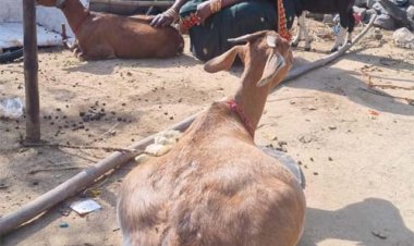 महतारी वंदन योजना से शुरू किया बकरी पालन