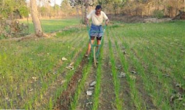 मिलेट्स की खेती से बढ़ रही किसानों की आय, दंतेवाड़ा में रागी उत्पादन की नई पहल